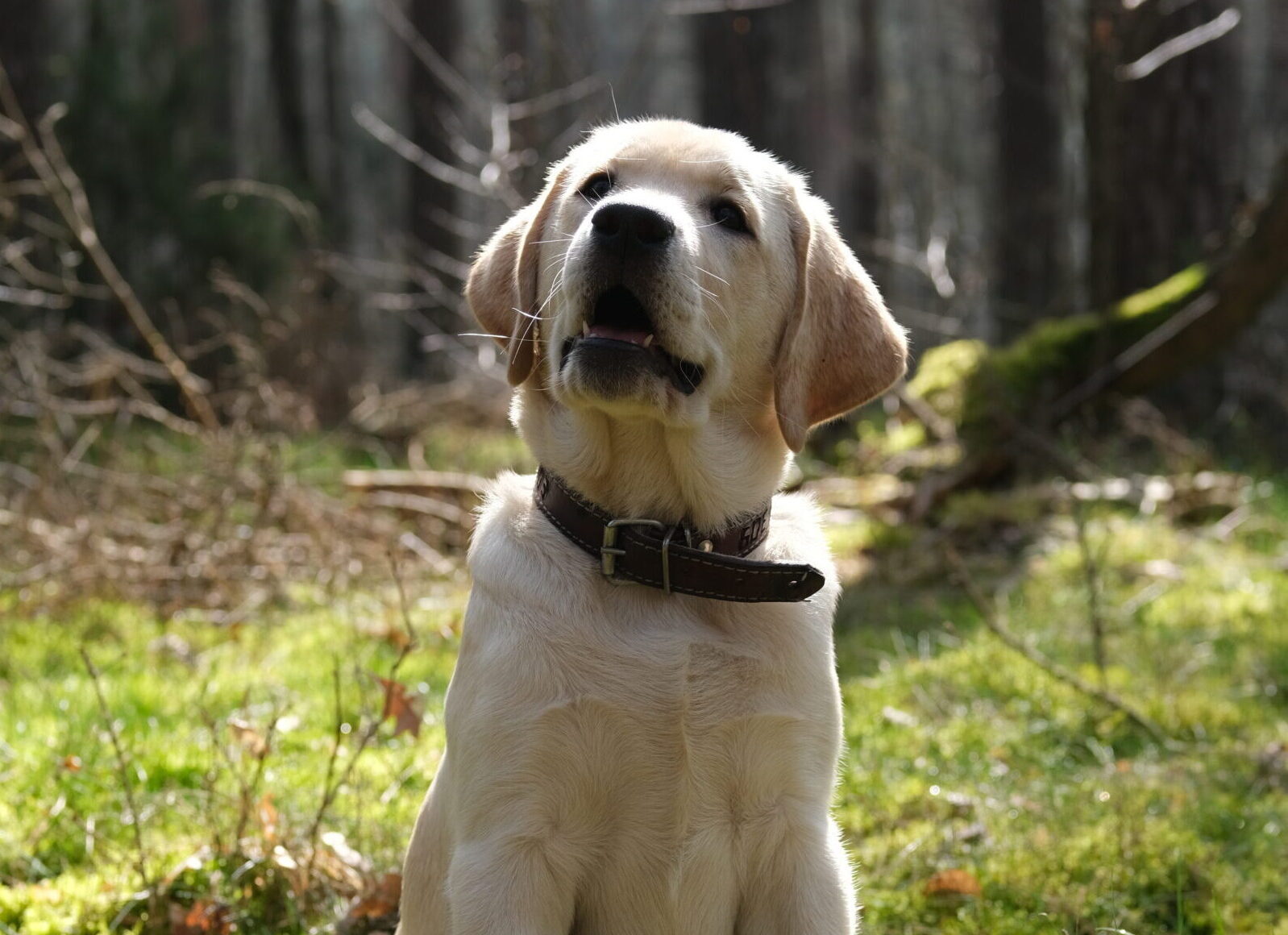 Labrador Retriever 
