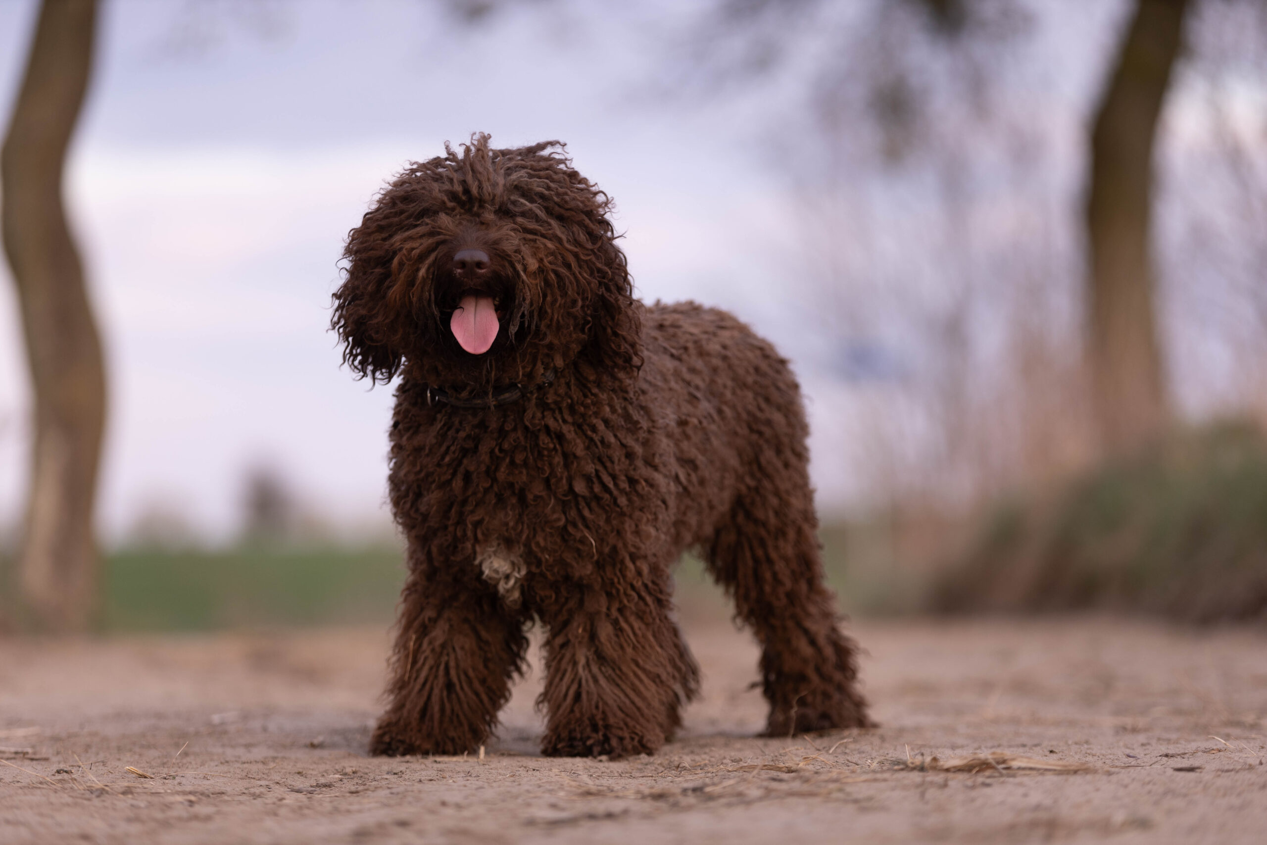 Hiszpański Pies Dowodny